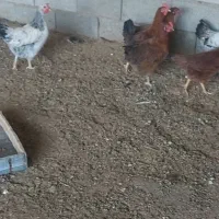 مرغ تخم گذار جوون|حیوانات مزرعه|مرودشت, فیروزی|دیوار