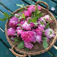 کارهای منزل و آشپزی فقط برای خانواده