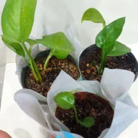 گل پتوس سبز و زعفرونی|گل و گیاه طبیعی|بندر گناوه, |دیوار