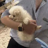 سگ پامر|سگ|تهران, مدائن|دیوار