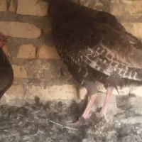 دو عدد بوقلمون ودوعدد مرغ سفید چاق