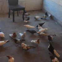 ۱۴ جفت رنگی‌ و پرشی