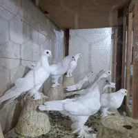 لوتی ۱۹ عدد