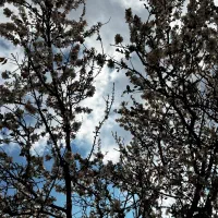 چیدن وجمع اوری بادام