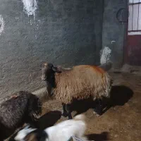 قوچ افشاری مخصوص گله