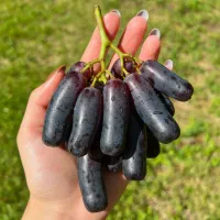 جشنواره فروش نهال انگورقیمت ویژه ارسال فوری