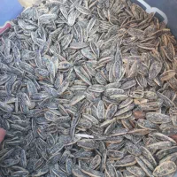 تخمه|عمده‌فروشی|ایلام, |دیوار