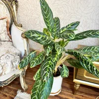 گل کادویی یکو دویست