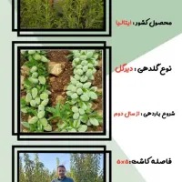 نهالستان دشت سبز|خدمات باغبانی و درختکاری|سنندج, |دیوار