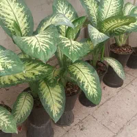 انواع گلهای آپارتمانی|گل و گیاه طبیعی|ابهر, |دیوار