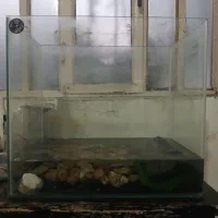 اکوایوم با ماهی