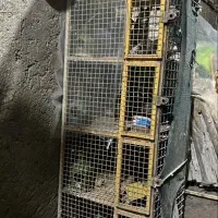 جفت کن کفتر