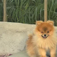 ‌فروش پامر خرسی جذاب