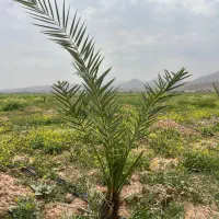 احداث نخلستان ۰تا۱۰۰