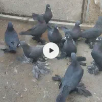 کبوتر قره و لوتی و تهرانی معاوضه با مرغ محلی