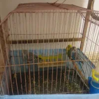 مرغ عشق|پرنده|چهاردانگه (تهران), |دیوار