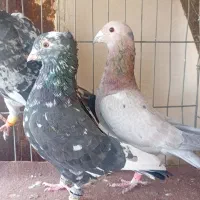 دوتا سار کاکولی نر و یک مامی کرمانی نر|پرنده|مشهد, فریزی|دیوار