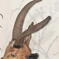 بز کوهی کلکسیونی