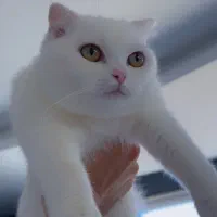 گربه اسکاتیش