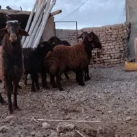گوسفند نر|حیوانات مزرعه|بوئین زهرا, |دیوار