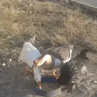 قو غاز نر و ماده چینی و لهستانی