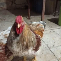 خروس ویاندونت