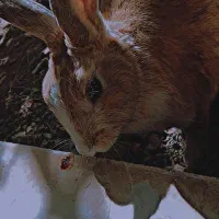 خرگوش|موش و خرگوش|قائن, |دیوار