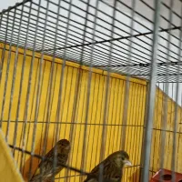 قناری|پرنده|کرج, شهرک سهرابیه|دیوار