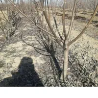 نهالستان بادام صنوبر گردو|خدمات باغبانی و درختکاری|اردبیل, |دیوار