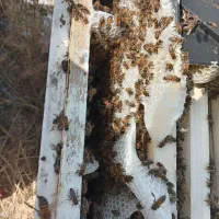 ۶۰عددزنبورنژادخوب عسل اور وجمیت دار