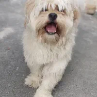 فروش یا معاوضه سگ شیتزو / پامرین / هاسکی / پودل