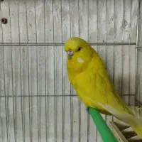 قفس پرنده مدل کلبه ای