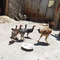 مرغ و جوجه لاری