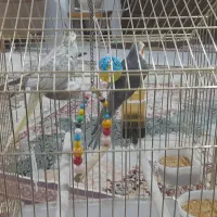 یک جفت عروس هلندی|پرنده|بجنورد, |دیوار