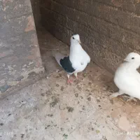 کبوتر ساتن سفید ، دوکت سیاه و چپ سرخ|پرنده|فولادشهر, مسکن مهر فولادشهر|دیوار