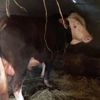 گاونر ورزا سیمینتال اصیل