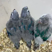 گرینچیک تراکوییس ویولت نرمال و میستی