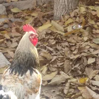 قیمت توافقی|پرنده|کنگاور, |دیوار