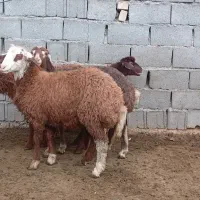 گوسفند میش..۵ عدد بره ماده افشاری خوشگل