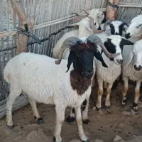 قوچ|حیوانات مزرعه|میناب, |دیوار