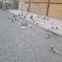 کبوتر|پرنده|گلستان (تهران), |دیوار