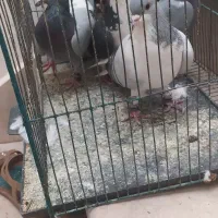 کفتر جقتای زدیخوردی