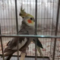 عروس هلندی جفت