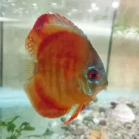 ماهی دیسکس با غذا