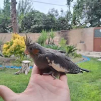 طوطی عروس هلندی