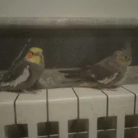 عروس هلندی|پرنده|رشت, سعدی (تختی)|دیوار