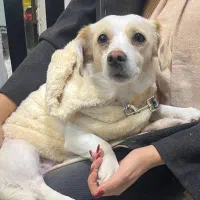 واگذاری سگ|سگ|مشهد, سعد آباد|دیوار