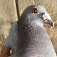 کفتر|پرنده|دهدشت, |دیوار