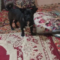 واگذاری سگ