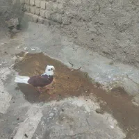 کفتر حسابی